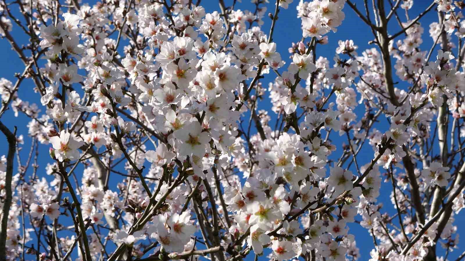 Ordu’da yalancı bahar: Meyve ağaçları kışın çiçek açtı
