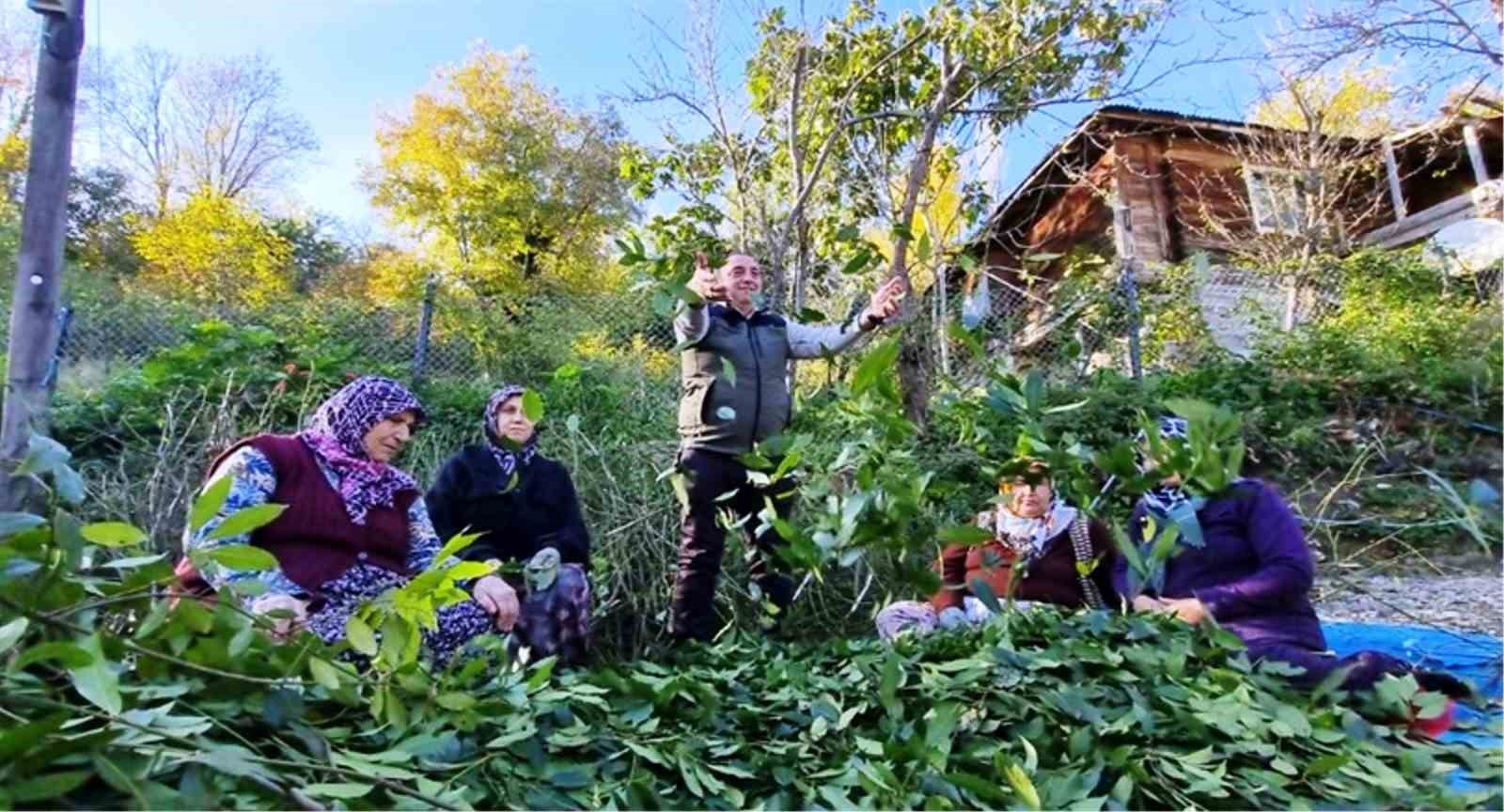 Orman köylüsü ekmeğini topraktan çıkartıyor
Orman köylüsü ekmeğini topraktan çıkartıyor