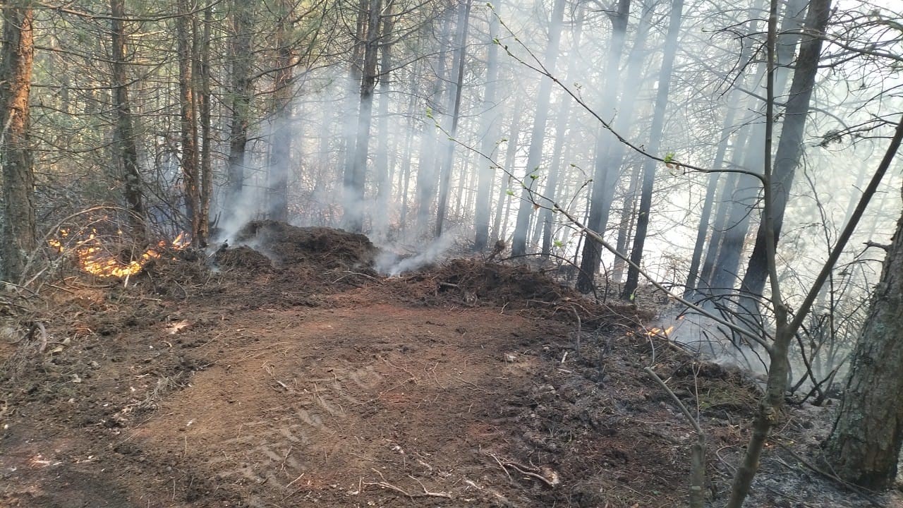 Orman yangını kontrol altına alındı
