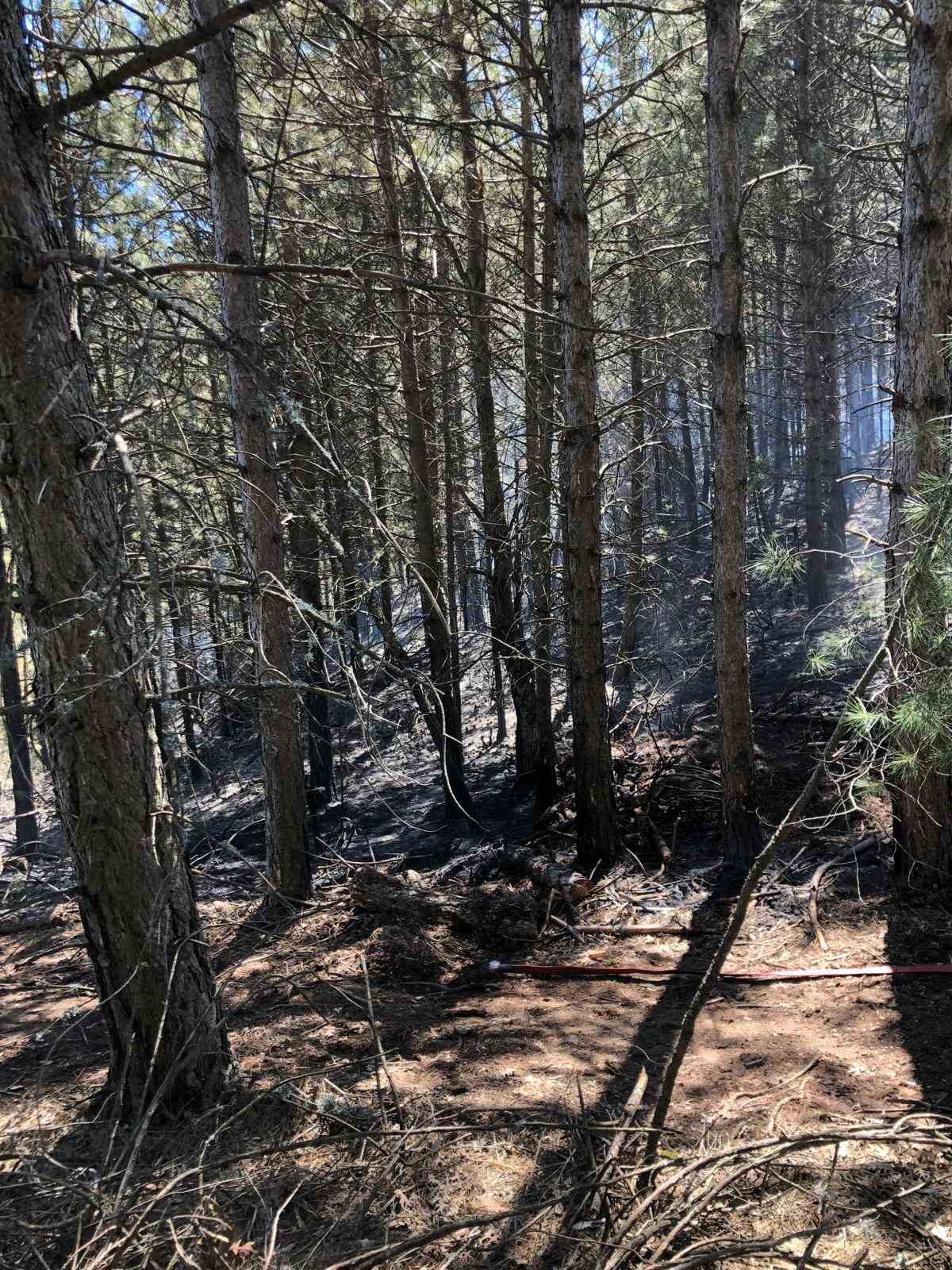 Orman yangını kontrol altına alındı
