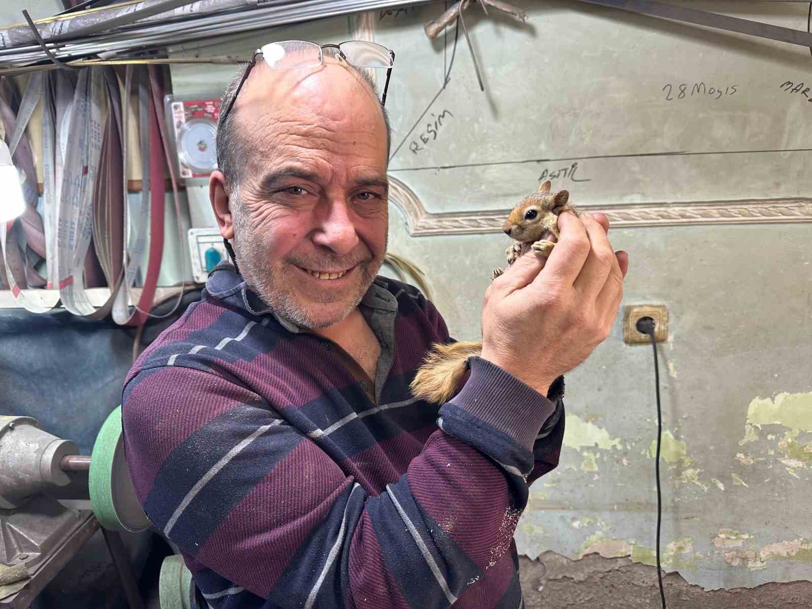 Ormanda bulduğu sincap en yakın dostu oldu
