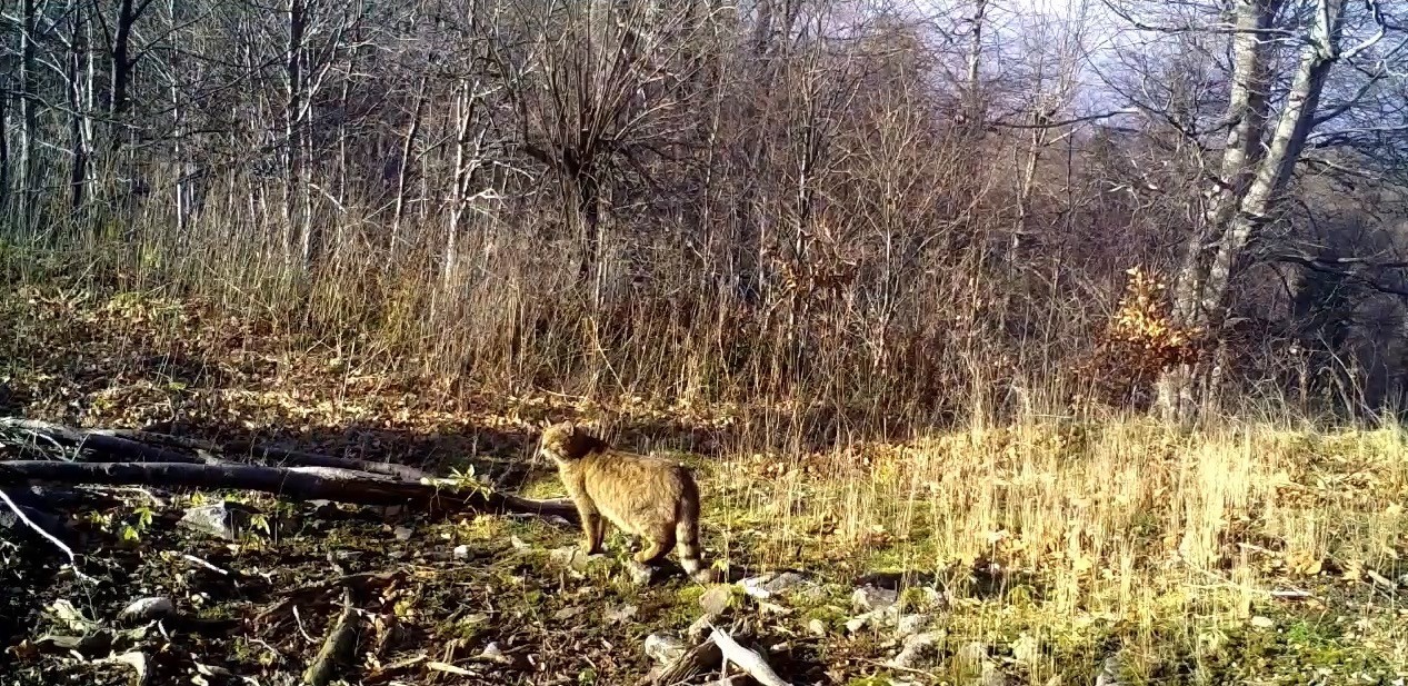 Ormanın gizemli sakini yaban kedisi görüntülendi
