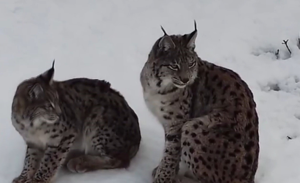 "Ormanın hayaleti" vaşak ailesi Refahiye’de havadan görüntülendi
