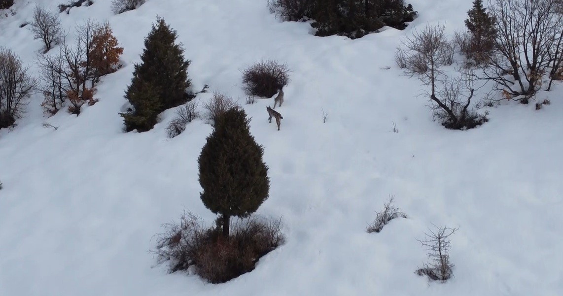 "Ormanın hayaleti" vaşak ailesi Refahiye’de havadan görüntülendi
