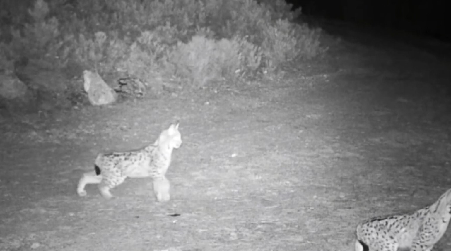 "Ormanın hayaleti" vaşak kamerada
