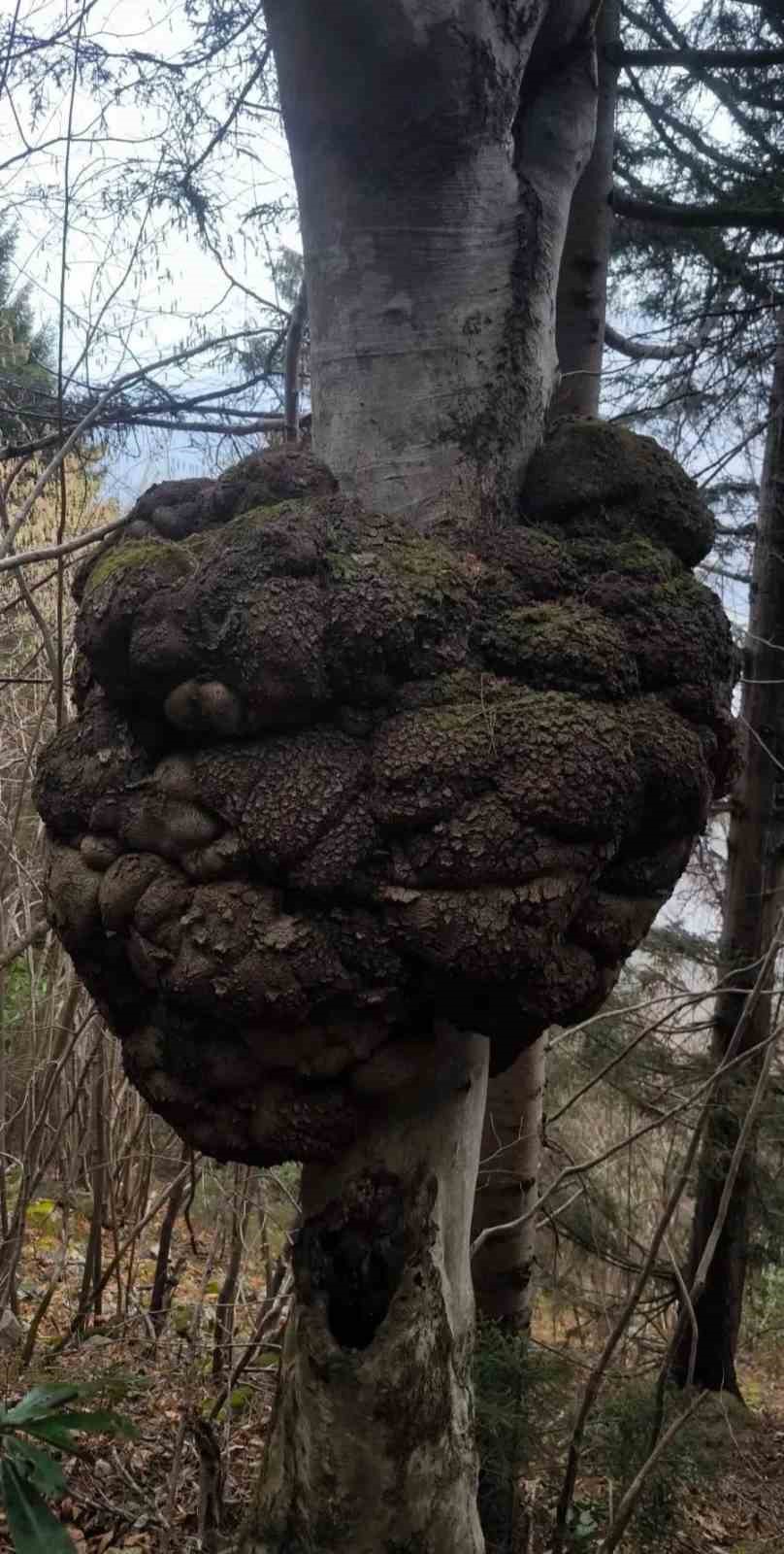 Ormanın kalbindeki ağaç yumrusu görenleri hayrete düşürdü
Ormanın kalbindeki ağaç yumrusu görenleri hayrete düşürdü