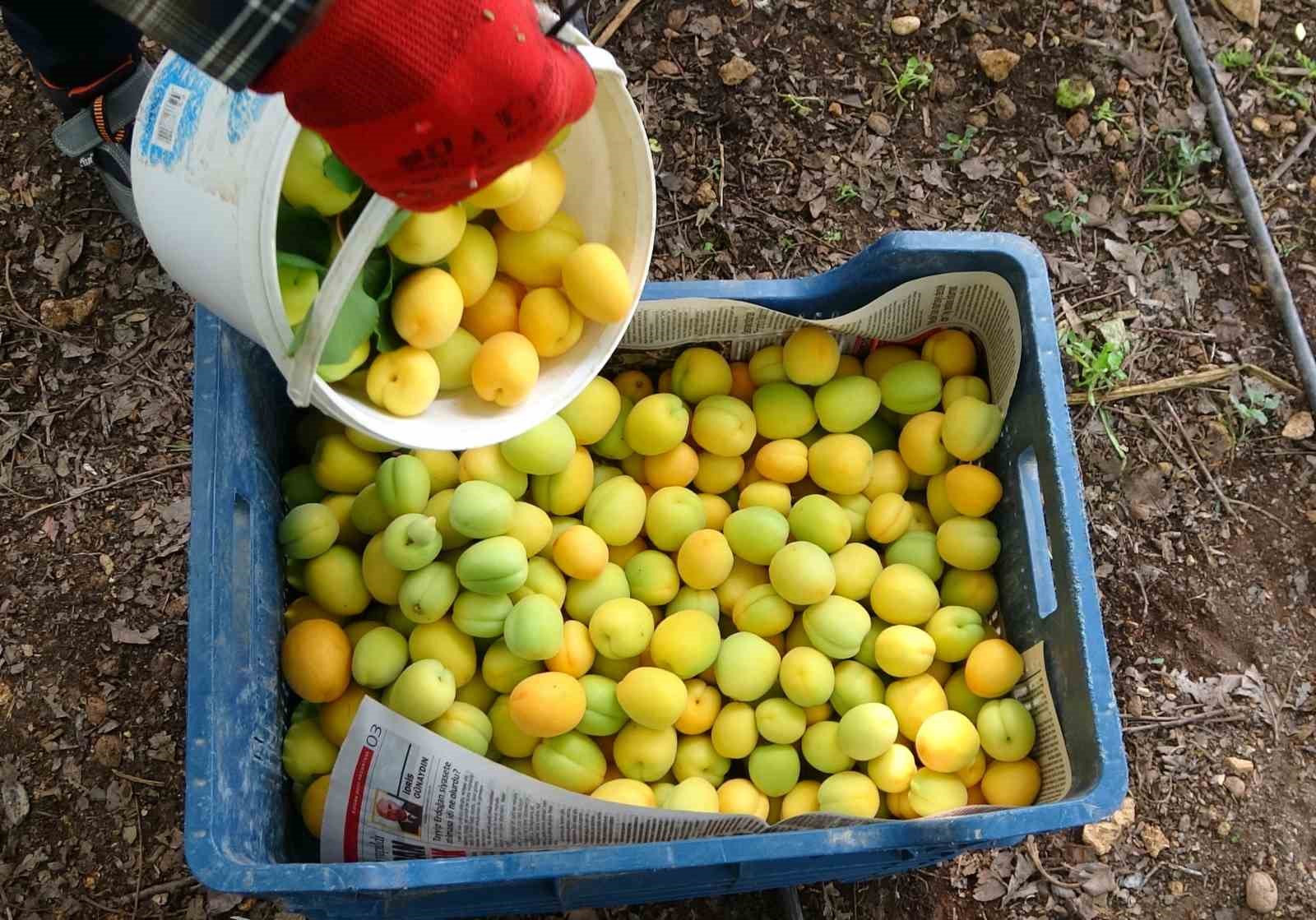 Örtü altında turfanda kayısı hasadı başladı
