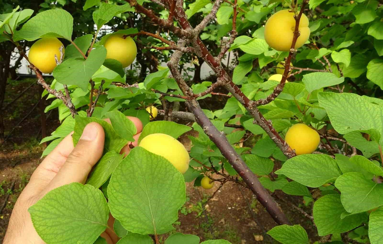 Örtü altında turfanda kayısı hasadı başladı
