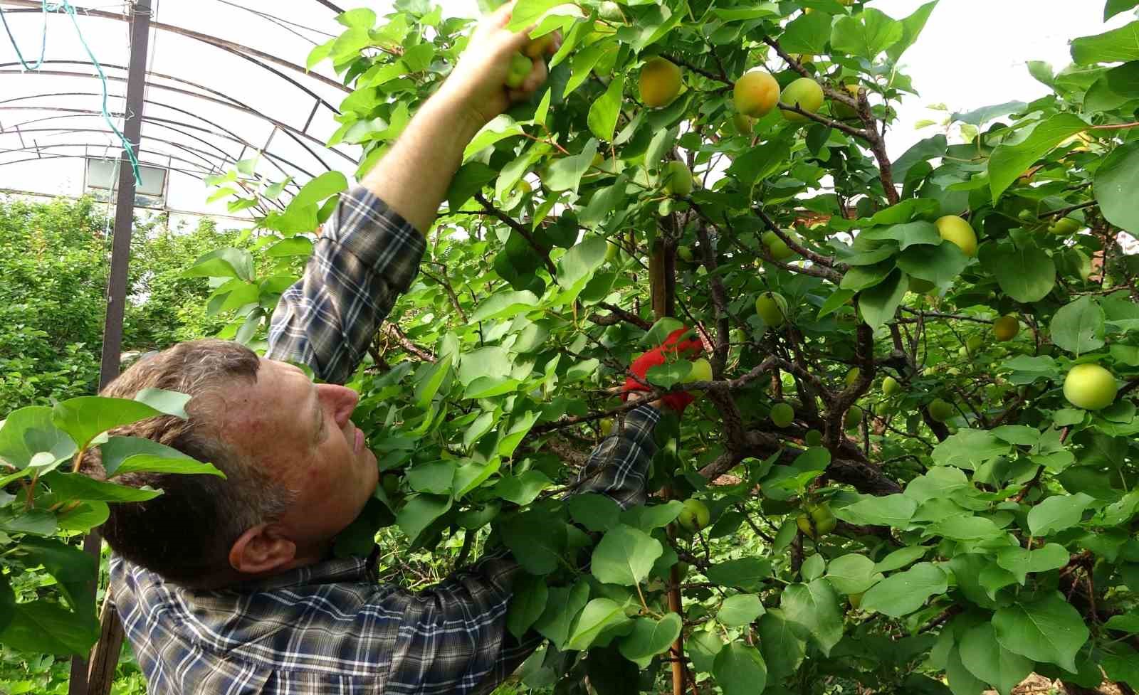 Örtü altında turfanda kayısı hasadı başladı
