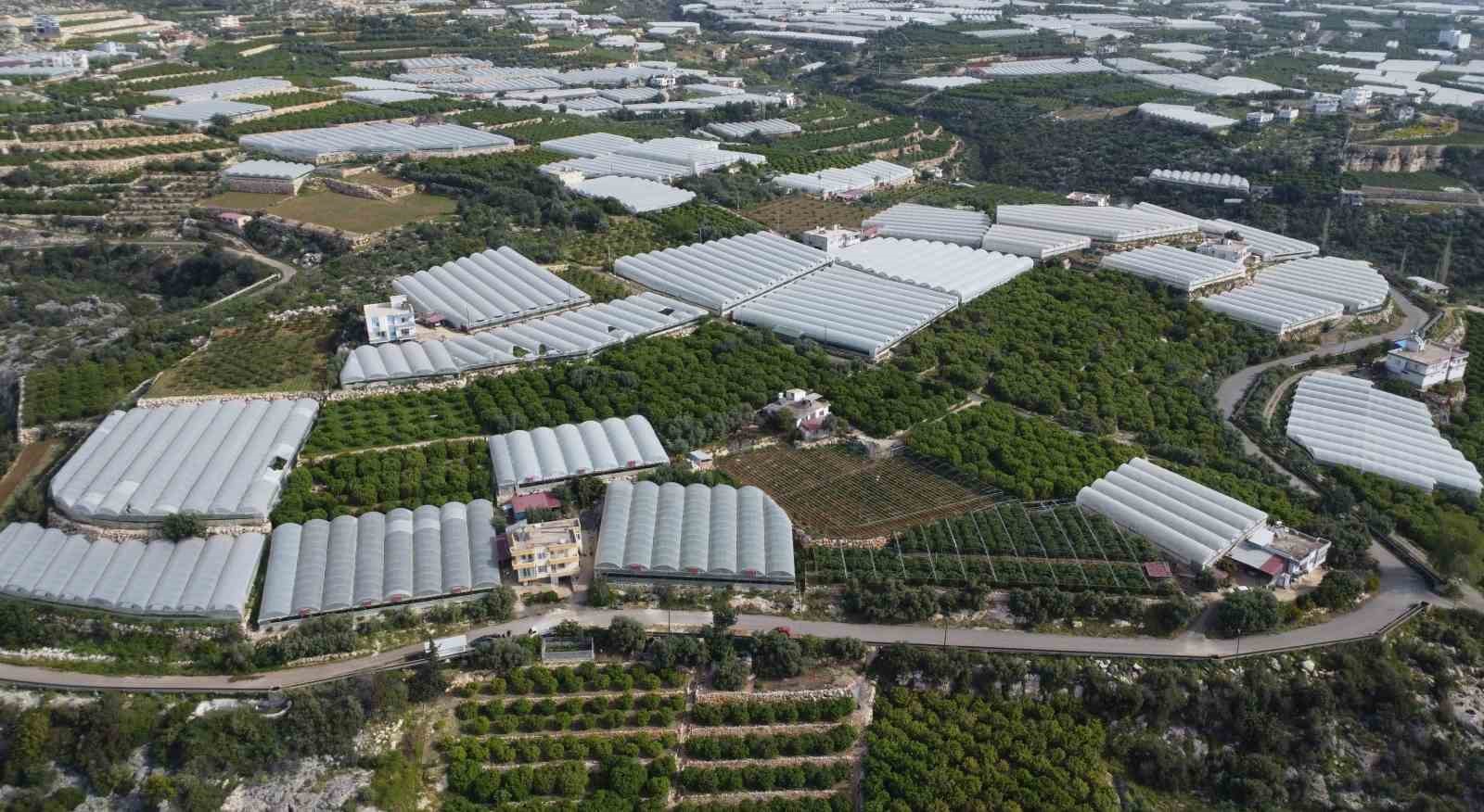 Örtü altında turfanda kayısı hasadı başladı
