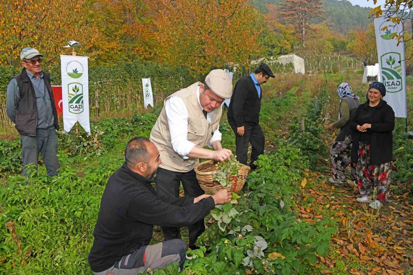 Osmangazi Belediyesinden dağ köylerinde ahududu seferberliği; hedef 100 dönüm
