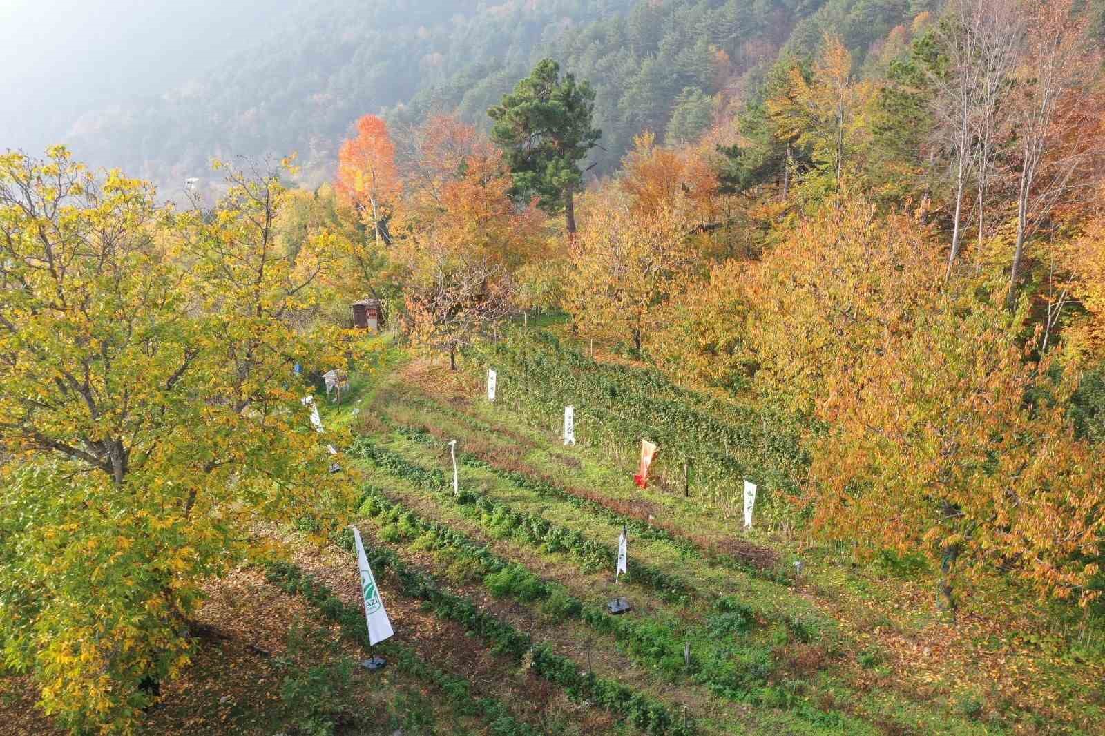 Osmangazi Belediyesinden dağ köylerinde ahududu seferberliği; hedef 100 dönüm
