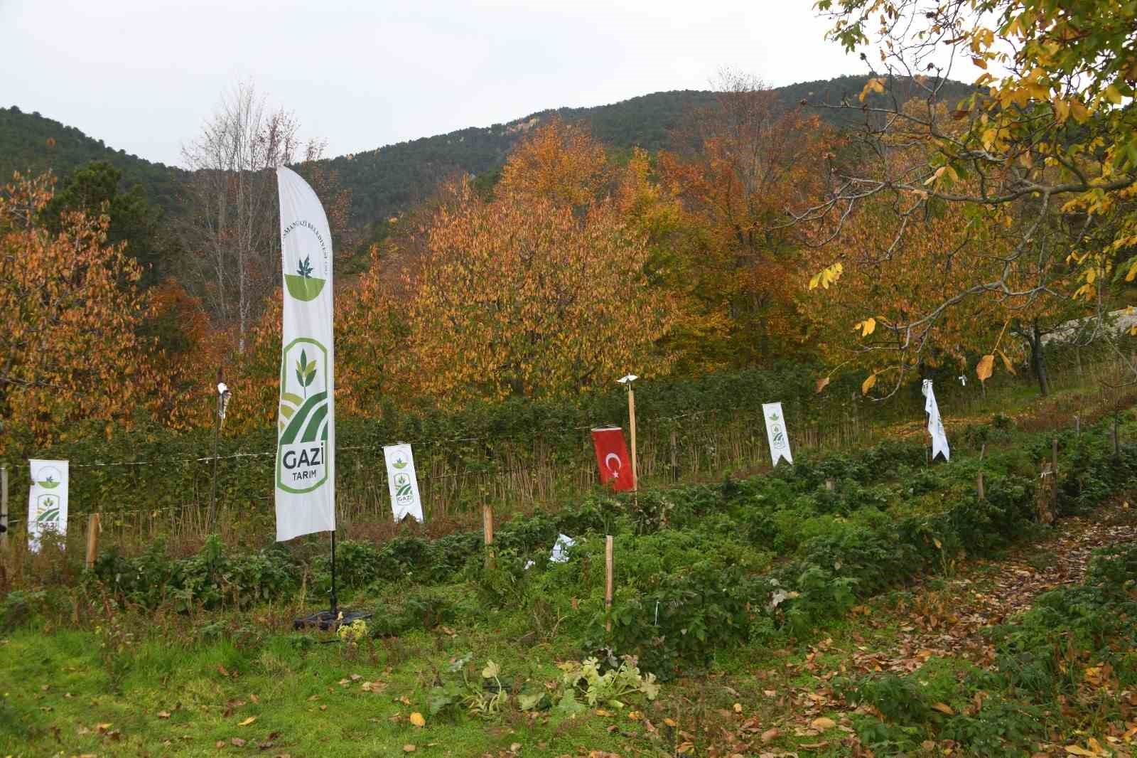 Osmangazi Belediyesinden dağ köylerinde ahududu seferberliği; hedef 100 dönüm
