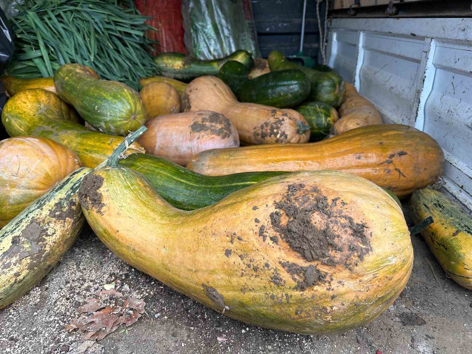 Osmangazi’de 30 kilogramlık Kıbrıs bal kabağı yetiştirildi
Osmangazi’de 30 kilogramlık Kıbrıs bal kabağı yetiştirildi