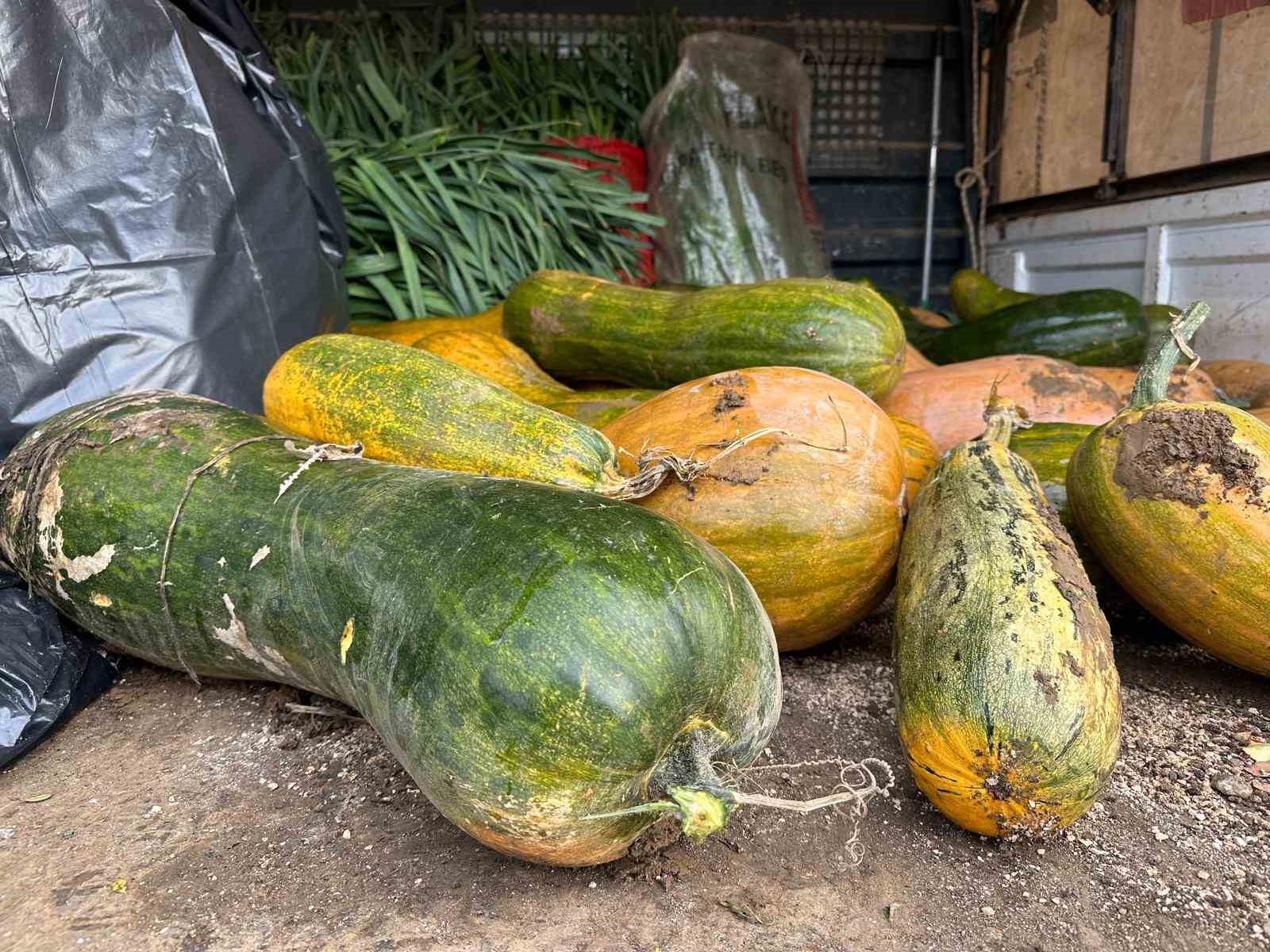 Osmangazi’de 30 kilogramlık Kıbrıs bal kabağı yetiştirildi
Osmangazi’de 30 kilogramlık Kıbrıs bal kabağı yetiştirildi