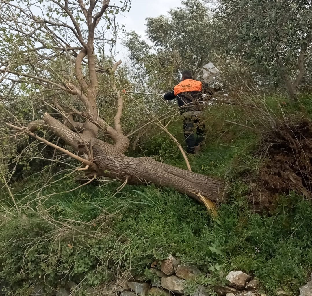 Osmaniye’de fırtına etkili oldu, devrilen ağaçlar yolları kapattı
