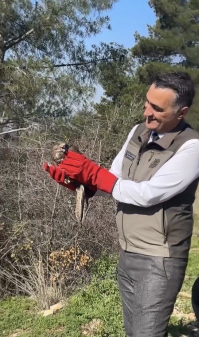 Osmaniye’de tedavileri tamamlanan şahinler, doğaya kanat çırptı
