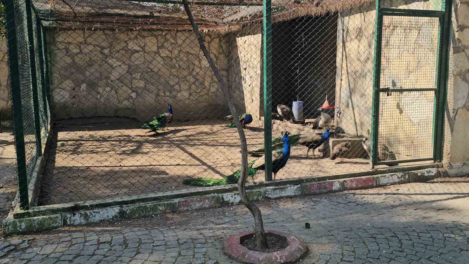 Otobüs bagajından hayvanat bahçesine
