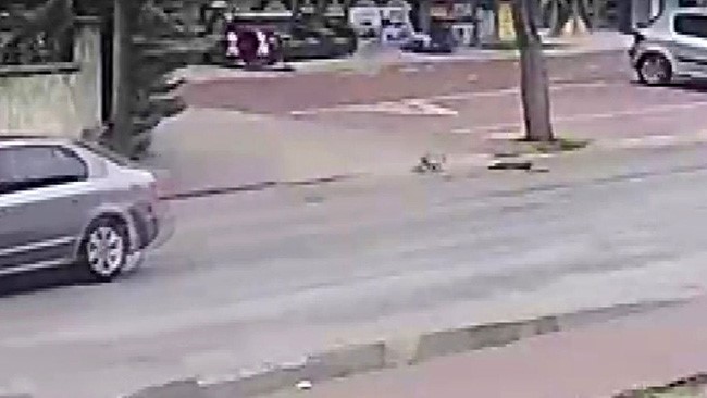 Otomobilin çarpmasıyla ölen kedinin yavrusu başından ayrılmadı
