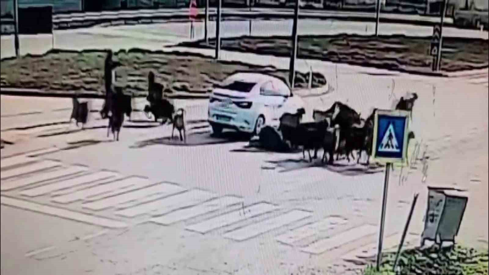 Otomobilin koyun sürüsünün arasına daldığı anlar kamerada
