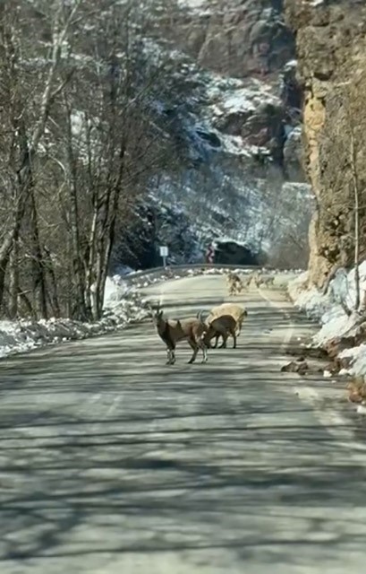 Ovacık yolunda dağ keçisi sürüsü yolu kapladı
