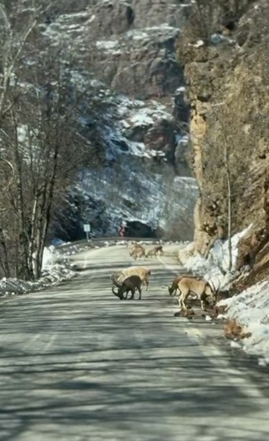 Ovacık yolunda dağ keçisi sürüsü yolu kapladı
