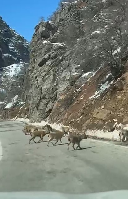 Ovacık yolunda dağ keçisi sürüsü yolu kapladı
