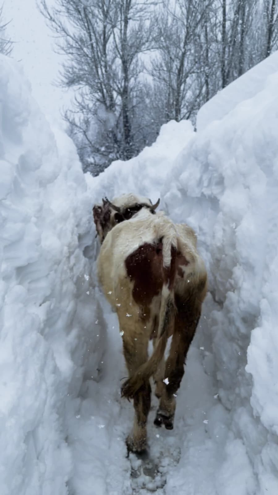 Ovacık’ta besicilerin zorlu kış mesaisi: Hayvanları suya götürmek için metrelerce kalınlıktaki karı kürekle temizlediler
