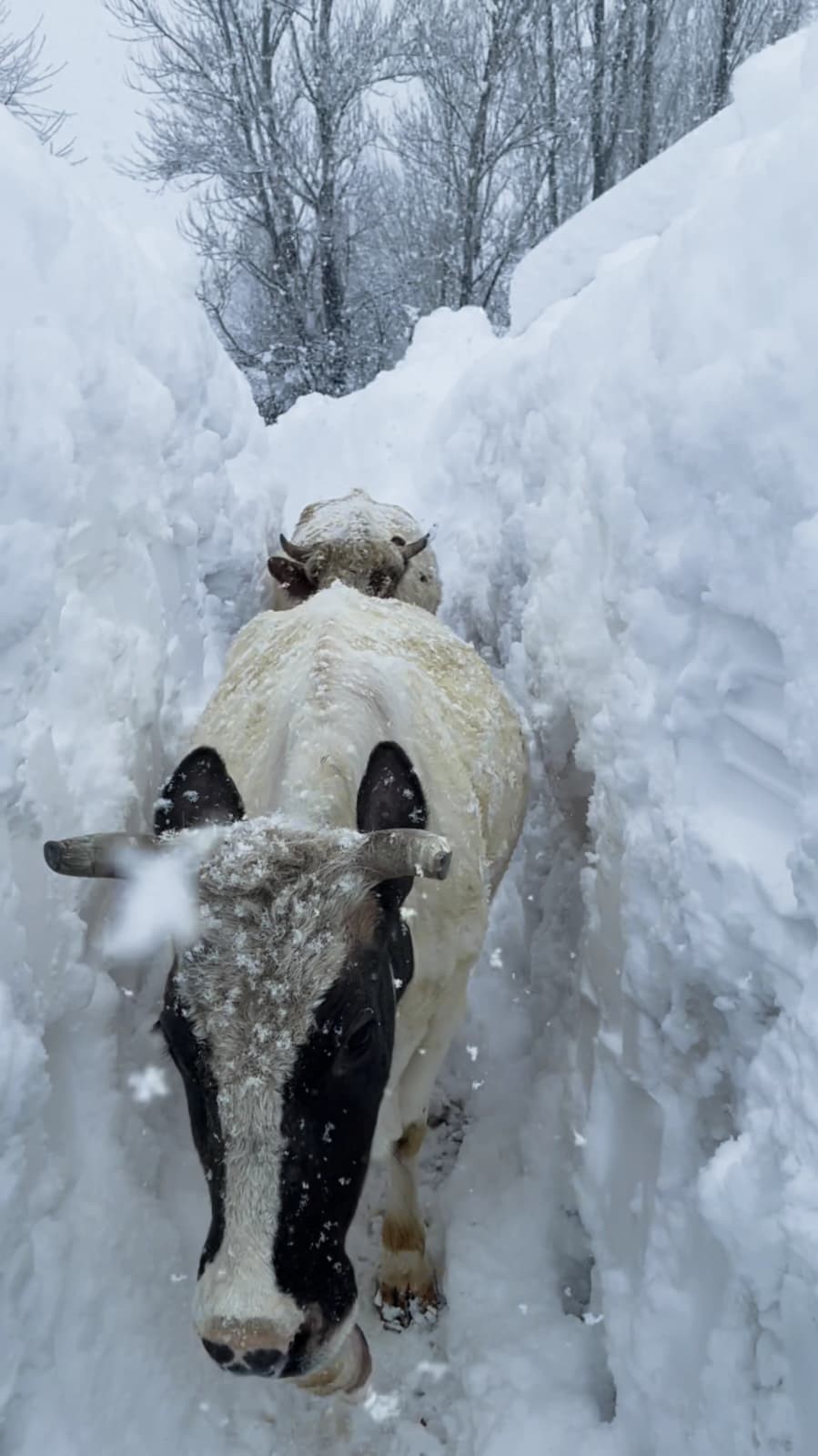 Ovacık’ta besicilerin zorlu kış mesaisi: Hayvanları suya götürmek için metrelerce kalınlıktaki karı kürekle temizlediler

