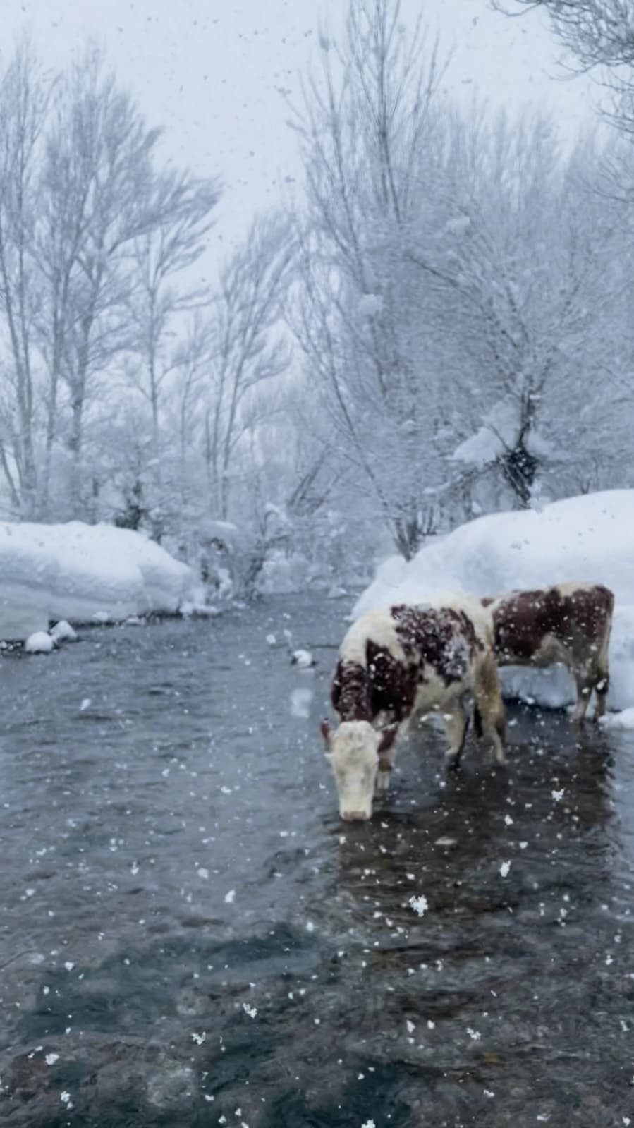 Ovacık’ta besicilerin zorlu kış mesaisi: Hayvanları suya götürmek için metrelerce kalınlıktaki karı kürekle temizlediler
