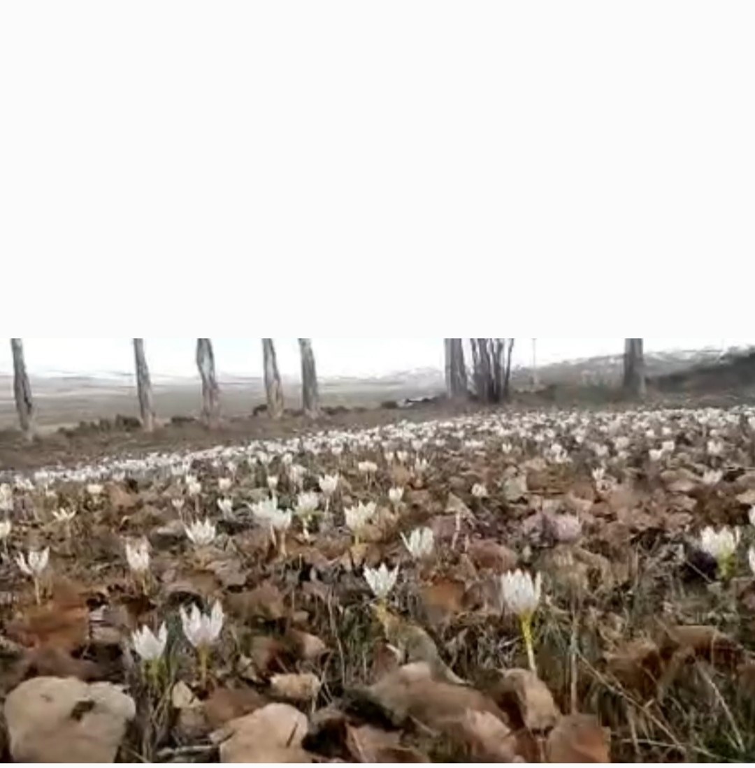 Özalp’te baharın müjdecisi çiğdemler açtı
