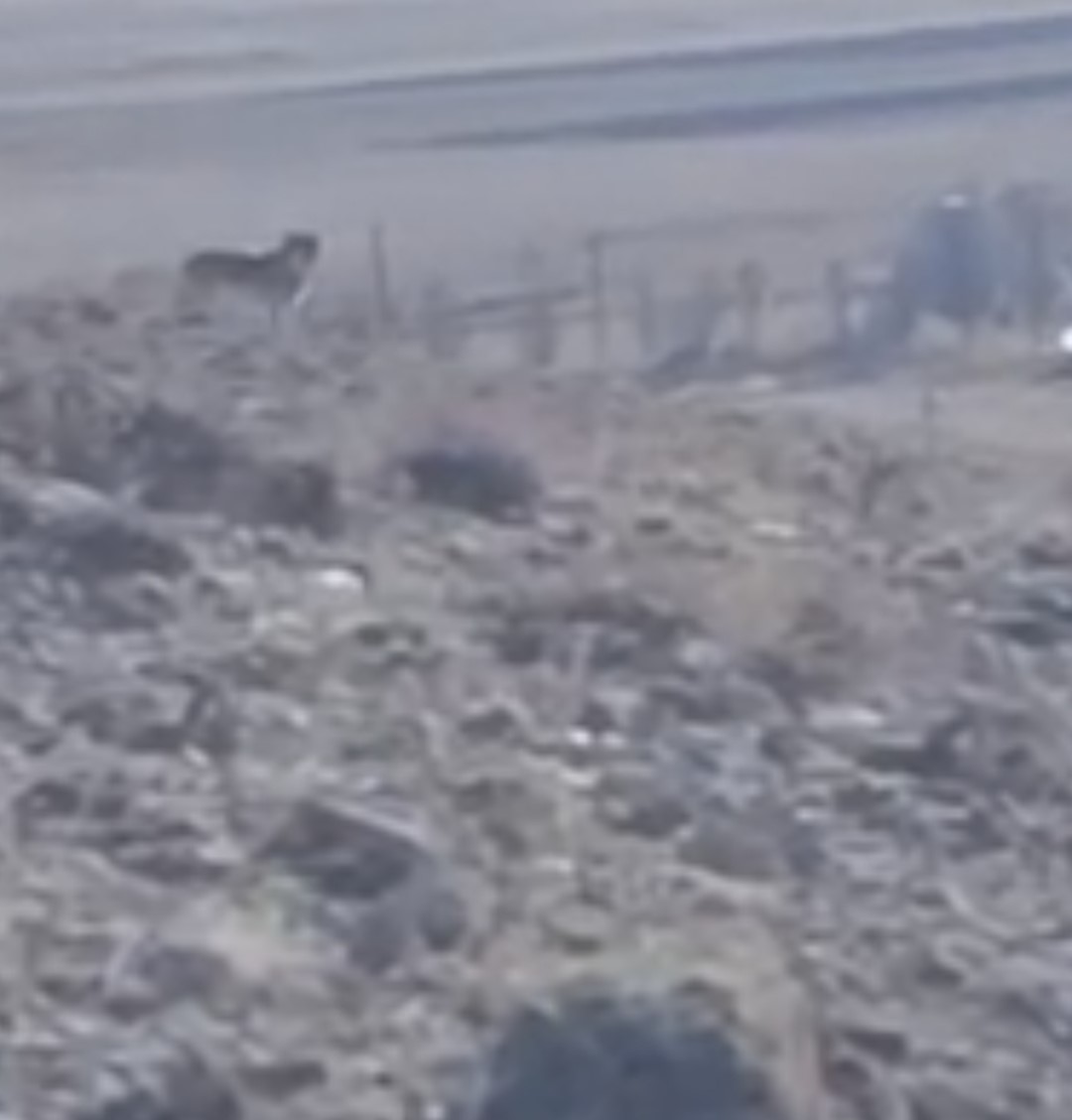 Özalp’te sürüye saldırmak için fırsat kollayan kurtlar görüntülendi
