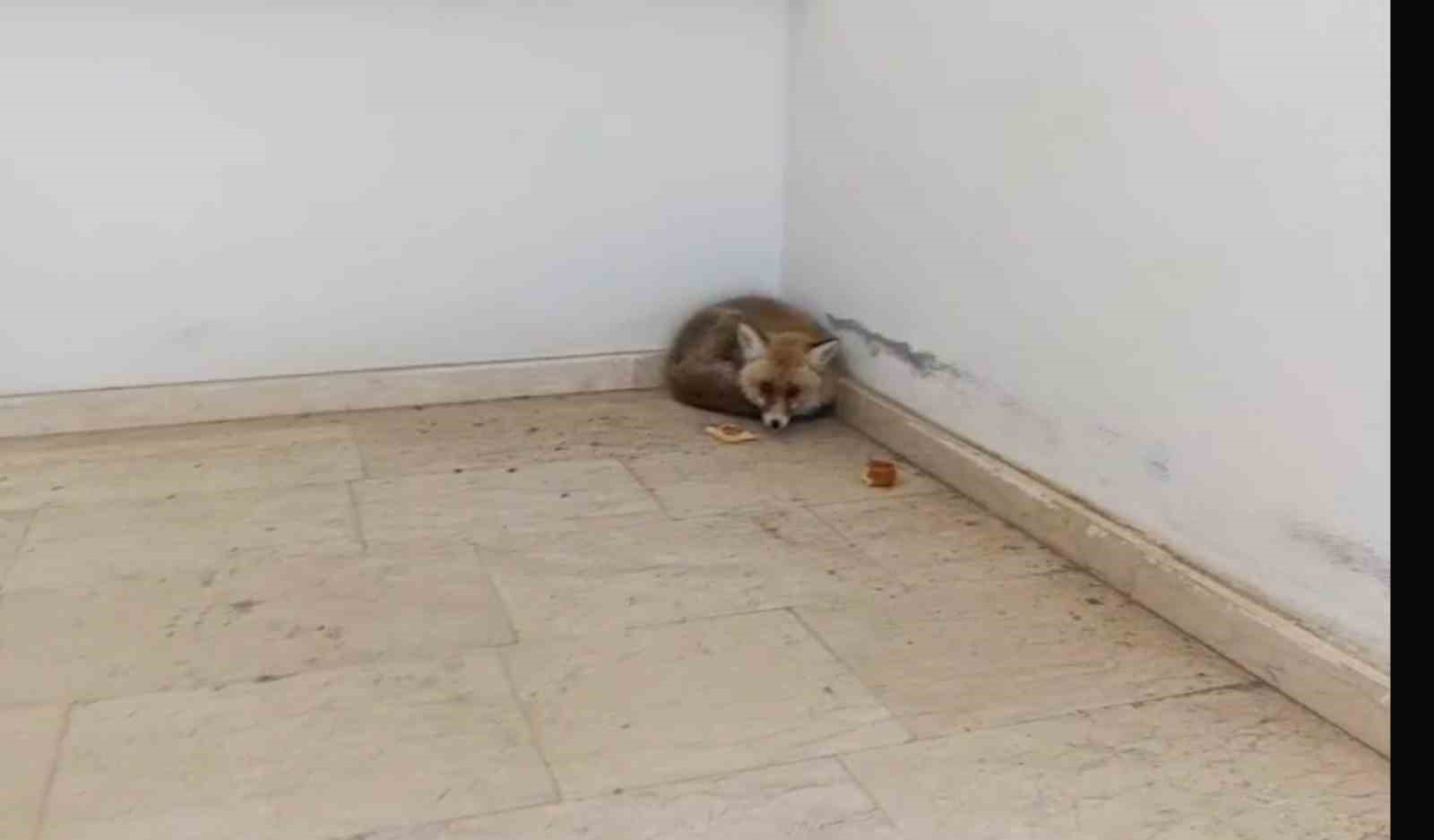 Palu’da okulun içine giren tilki kamerada
