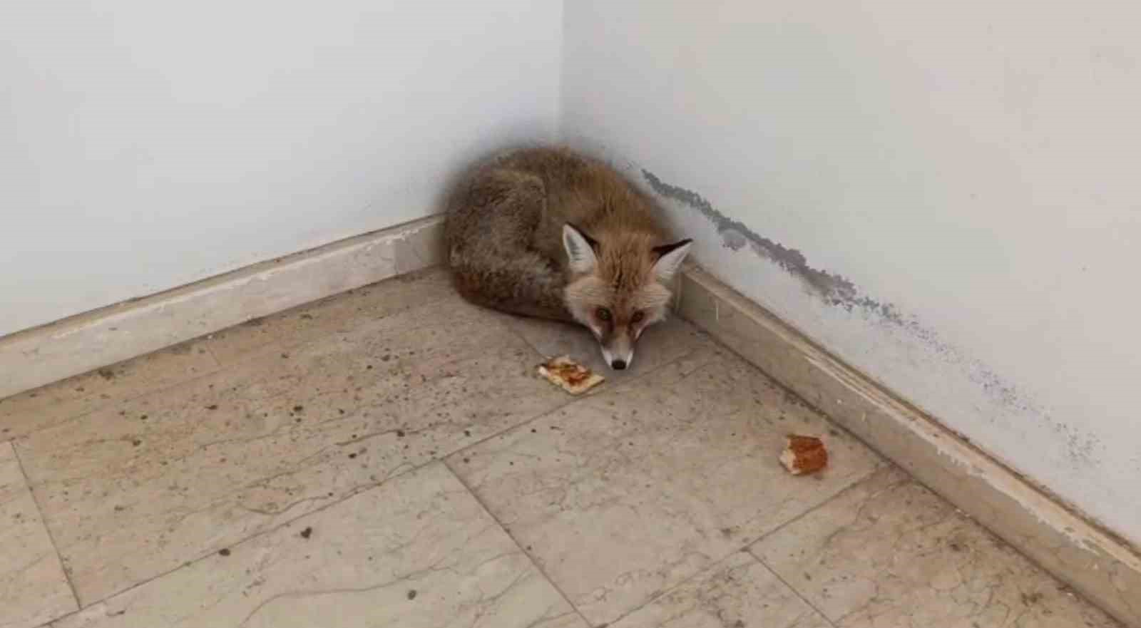 Palu’da okulun içine giren tilki kamerada
