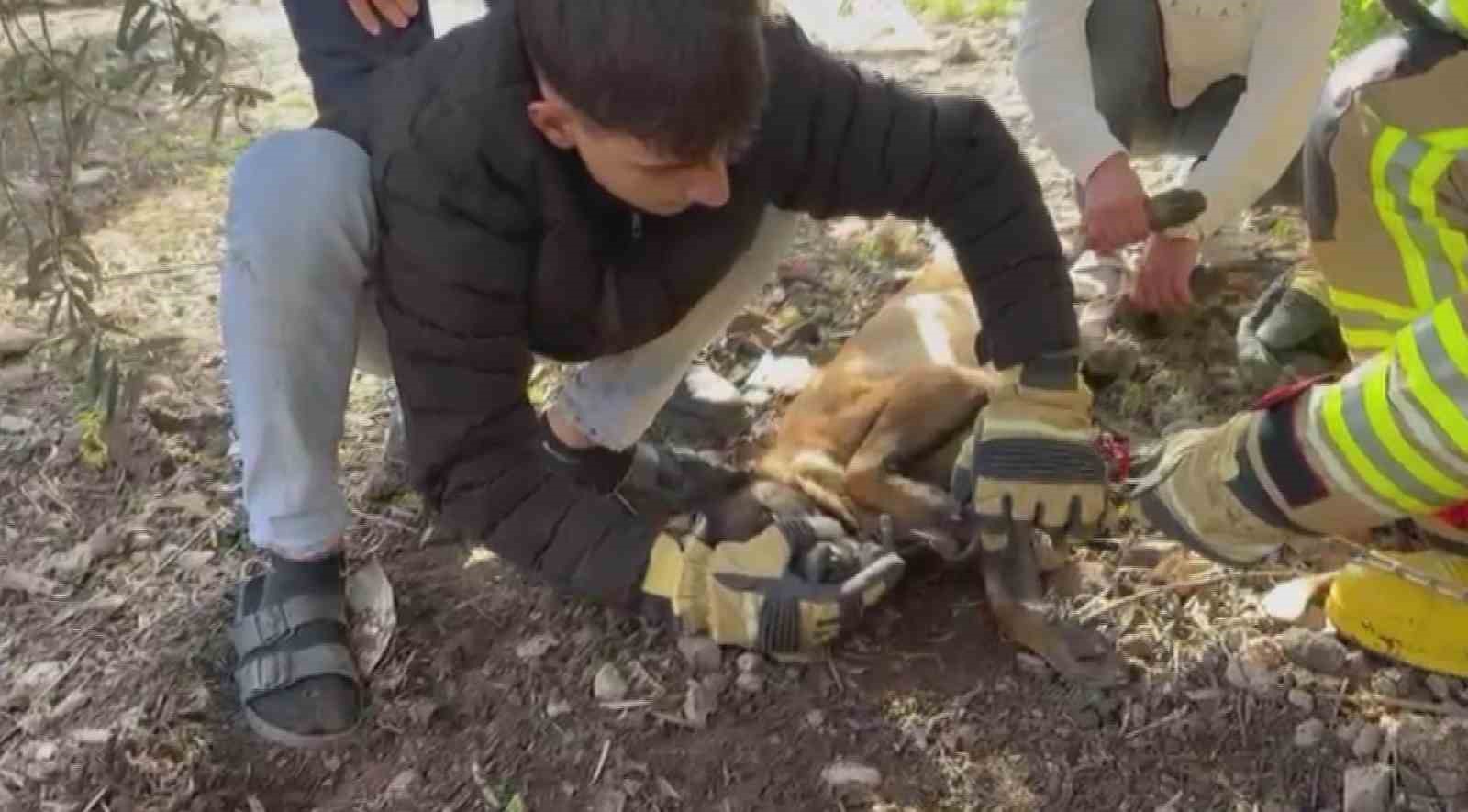 Patisi zincire sıkışan köpeğe hayat kurtaran müdahale
