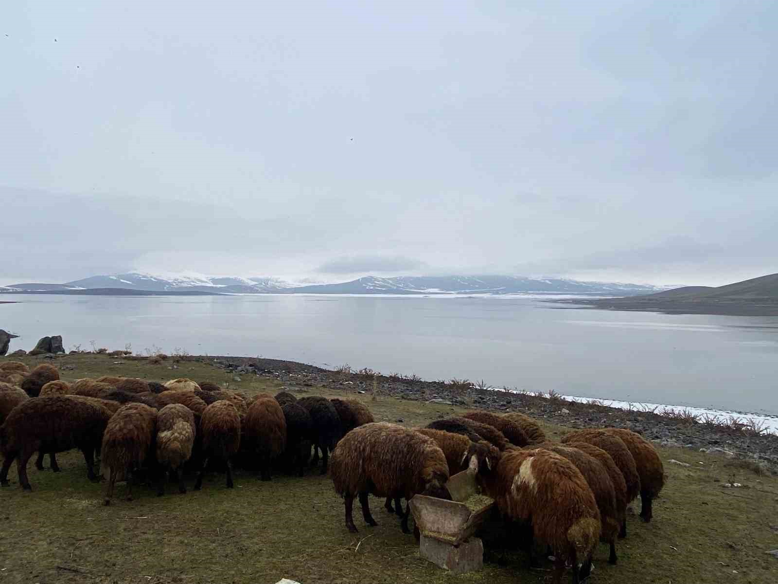 Patnos barajında su seviyesi yükseldi
