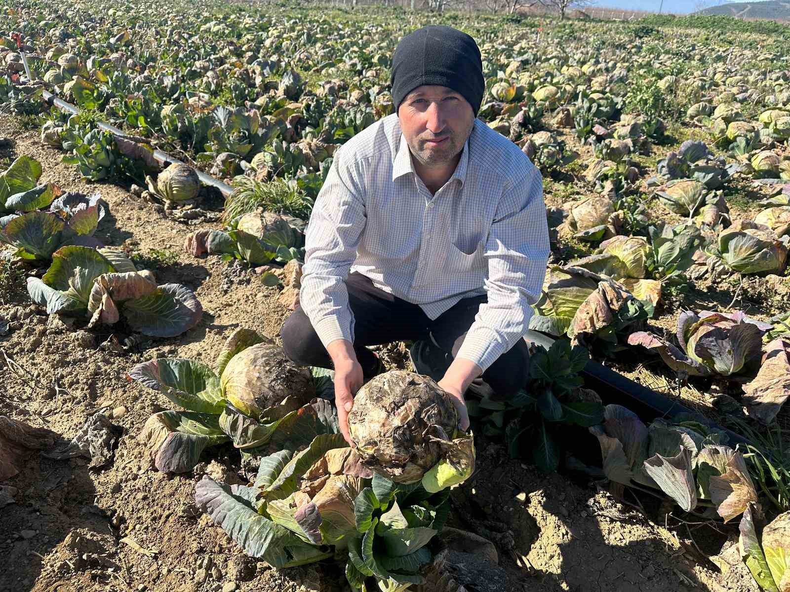 Pazarda 70 lira ama yüzbinlercesi tarlada çürüdü: Üreticiler Tarım Kredi’ye çağrı yaptı
