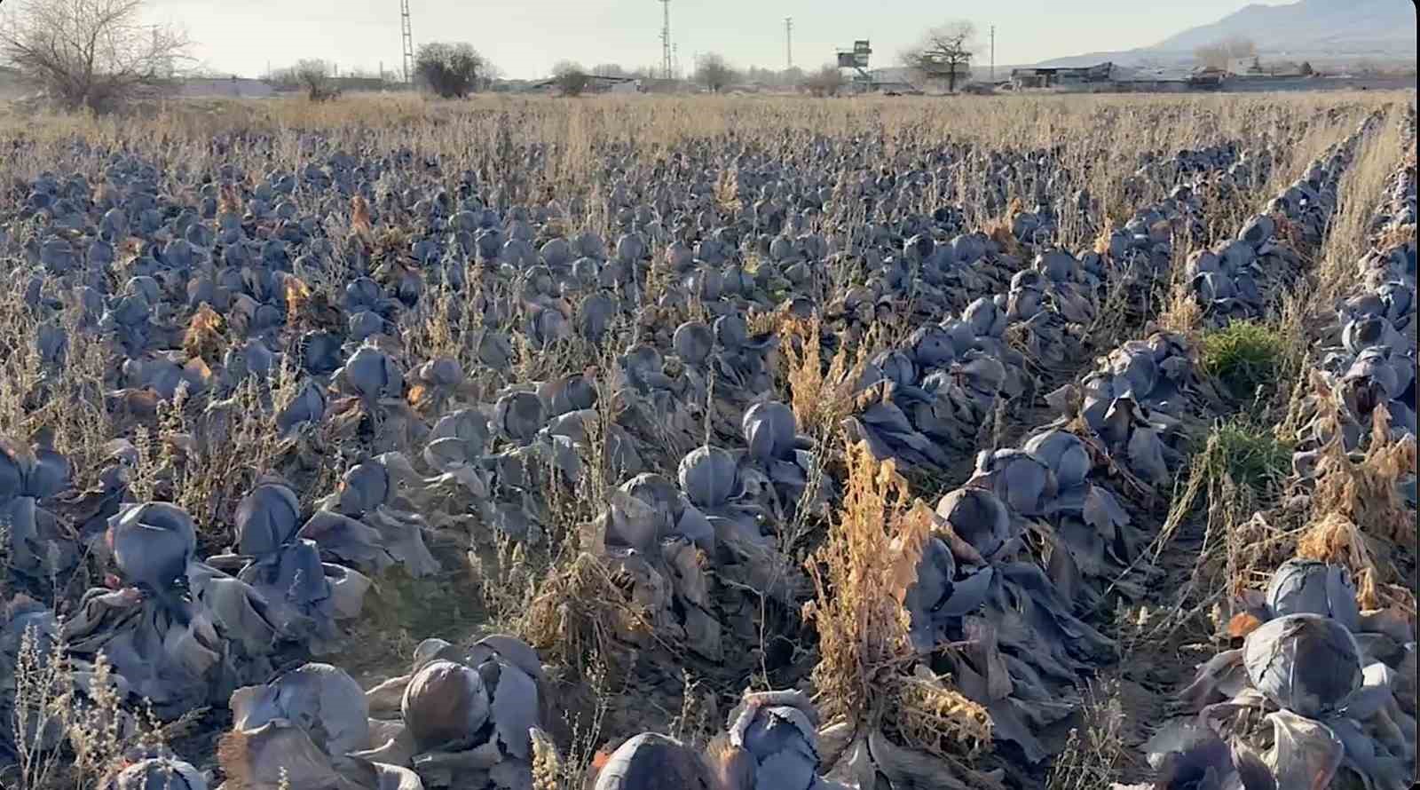 Pazarda tanesi 80 lira; çiftçiden 5 liradan almak istediler
