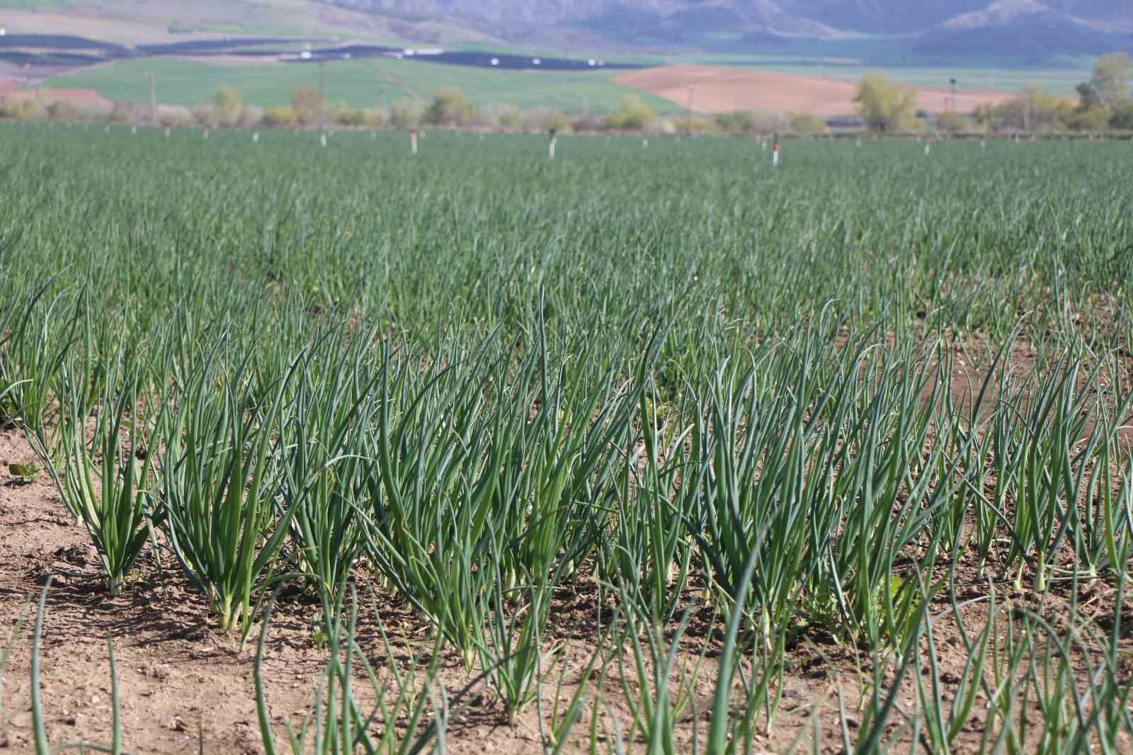 Pazarın en ucuzu soğan Amasya’dan Avrupa’ya gönderiliyor
