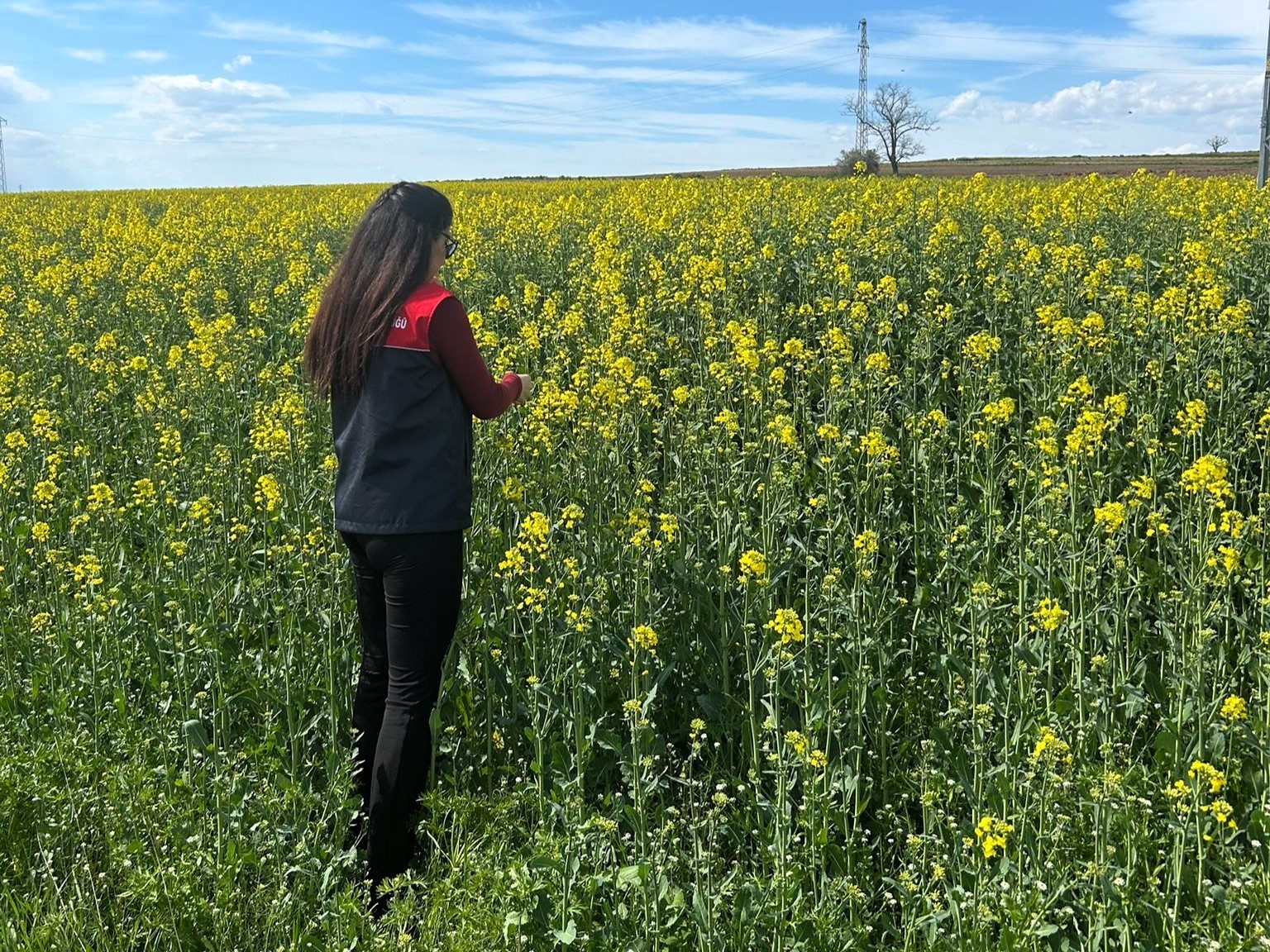 Pehlivanköy’de çiçek açan kanola bitkinin fizyolojik gelişimi incelendi

