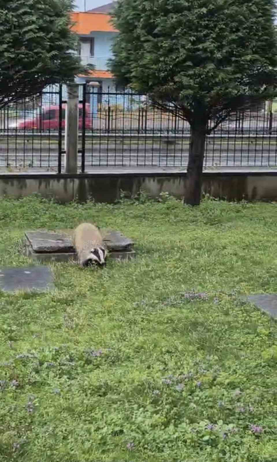 Porsuk yanlışlıkla site bahçesine girerse...
