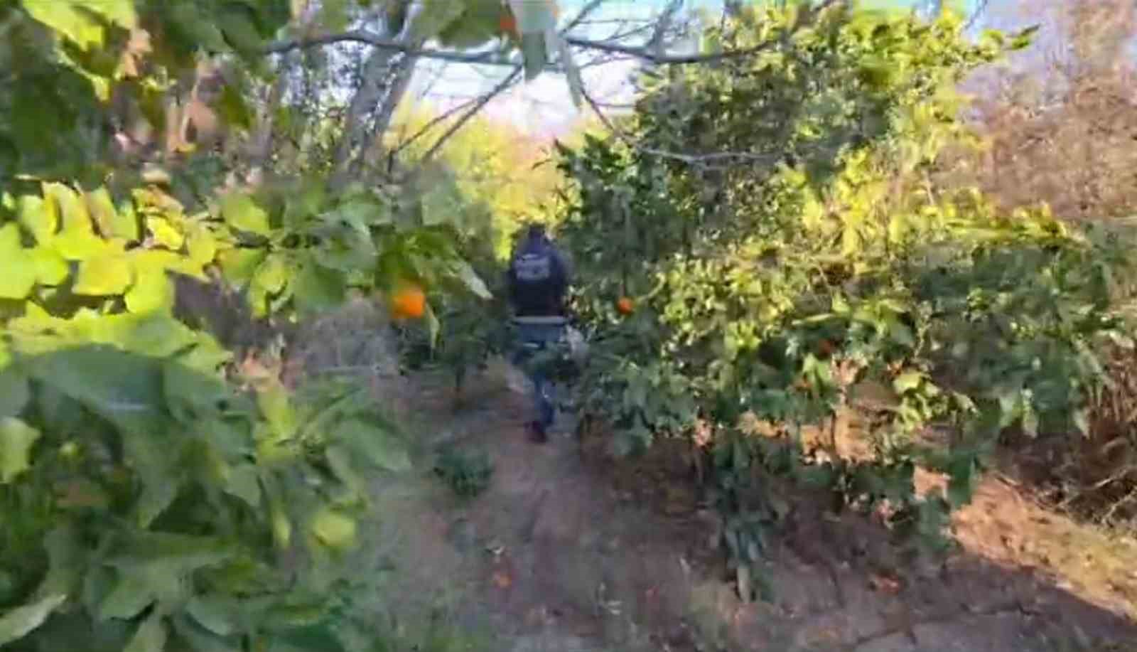 Portakal bahçesinde gerçekleşen uyuşturucu alışverişine polis ekiplerinden baskın: 175 kilogram kimyasal uyuşturucu ham maddesi ele geçirildi
