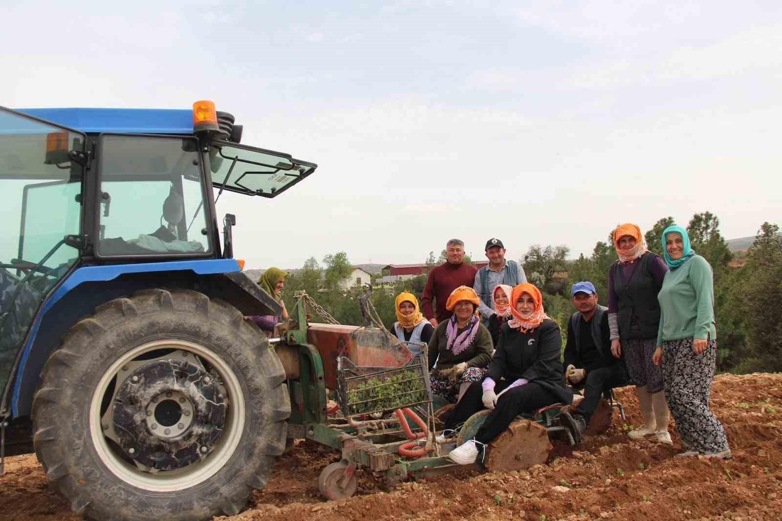 Poşusunu takan Kaymakam Kuran üreticilerle birlikte kekik dikti
