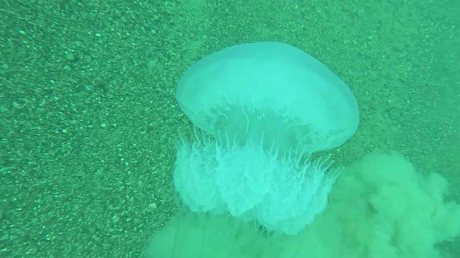 Poyraz, Akdeniz’deki en büyük denizanası türünü Antalya Körfezi’ne soktu
