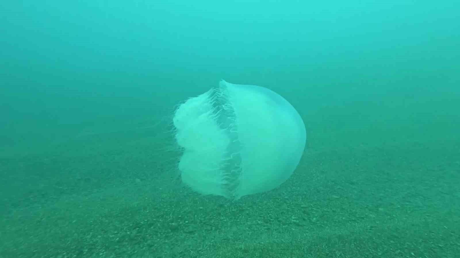 Poyraz, Akdeniz’deki en büyük denizanası türünü Antalya Körfezi’ne soktu
