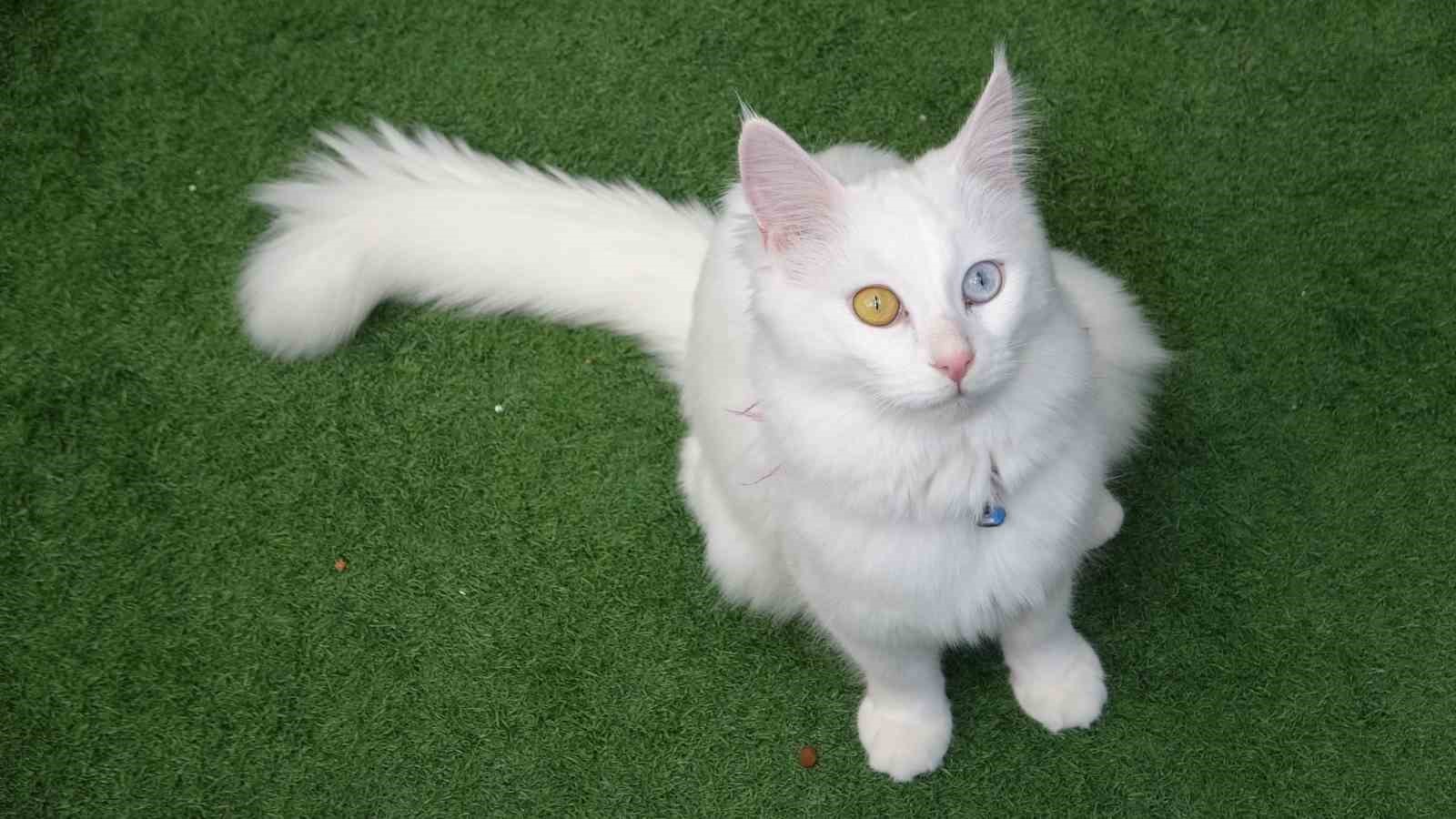 Prof. Dr. Kaya: "Kediler hayatımızın ayrılmaz bir parçasıdır"
