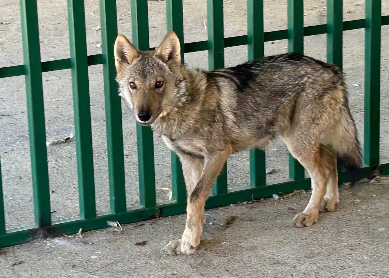Prof. Dr. Lokman Aslan’dan kritik uyarı: "Yaban hayatına müdahale merhamet değil tehlikedir"
Prof. Dr. Lokman Aslan’dan kritik uyarı: "Yaban hayatına müdahale merhamet değil tehlikedir"