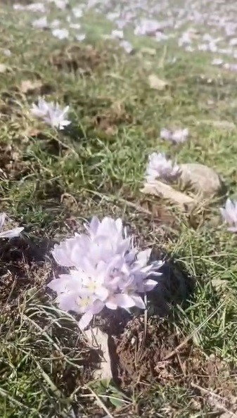 Pülümür Vadisi’nde çiğdemler yalancı bahara aldandı
