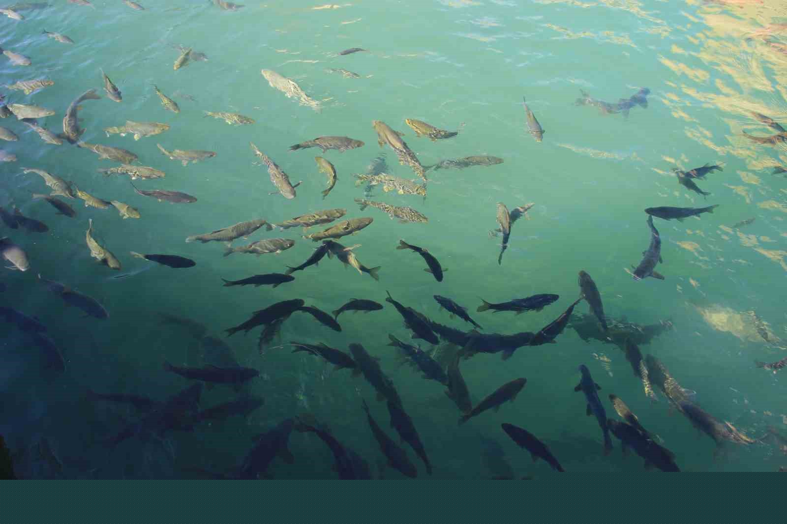 Ramazan ayında Balıklıgöl’e ziyaretçi akını
