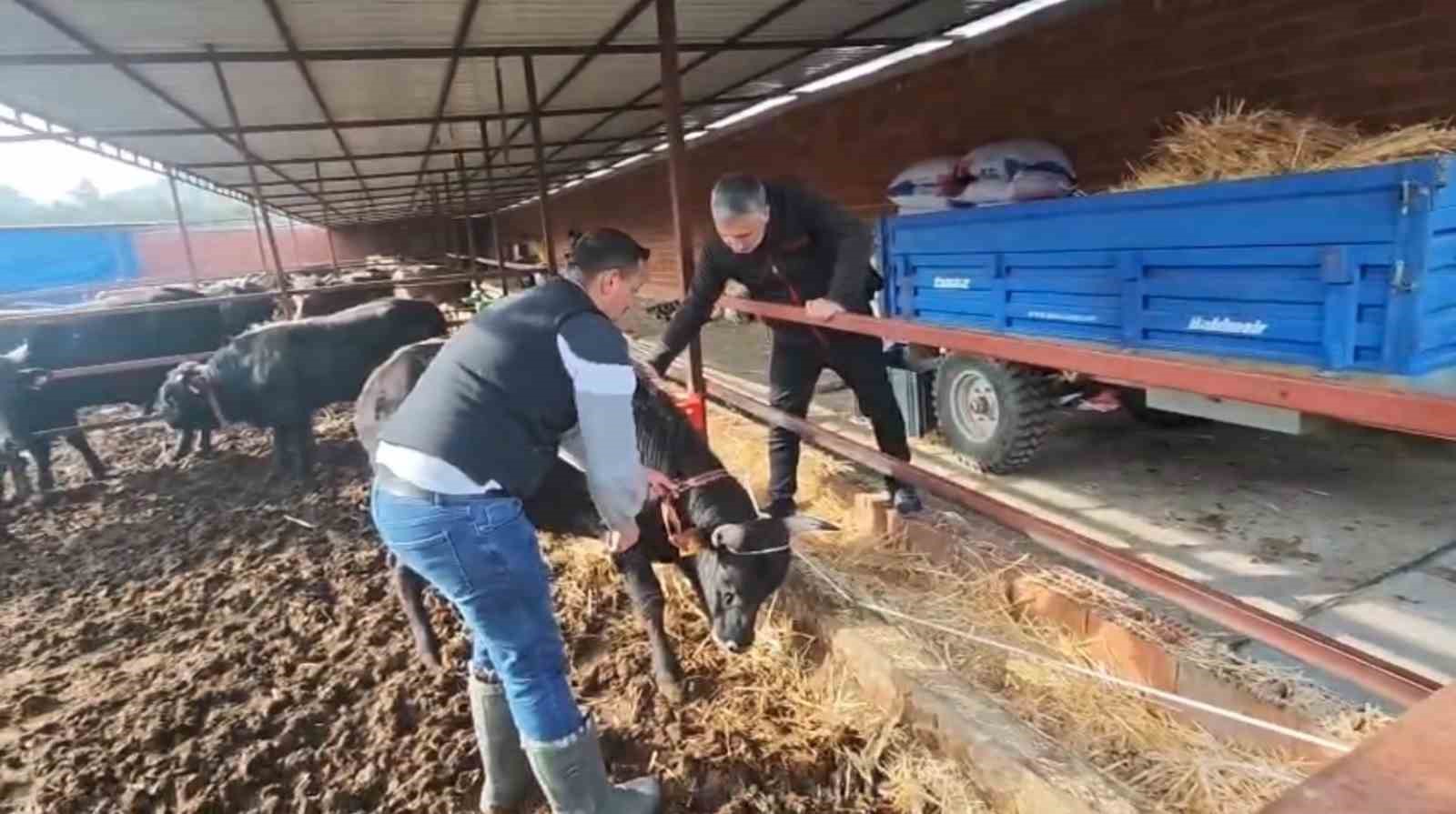 Ramazan bitti, Kurban heyecanı başladı
